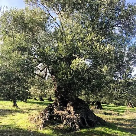 Mutlu Koy'de Sakinligin Adresi בית נופש *